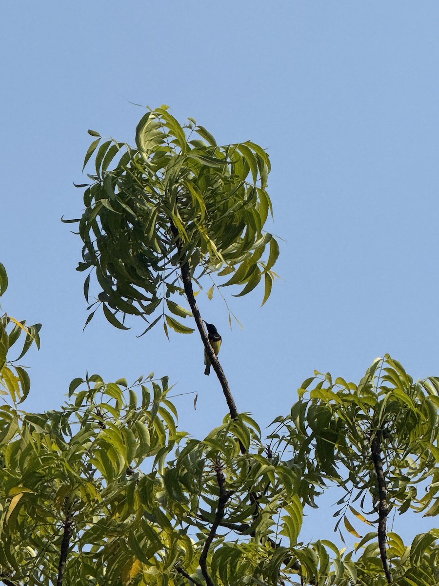 Ornate Sunbird - ML647132913