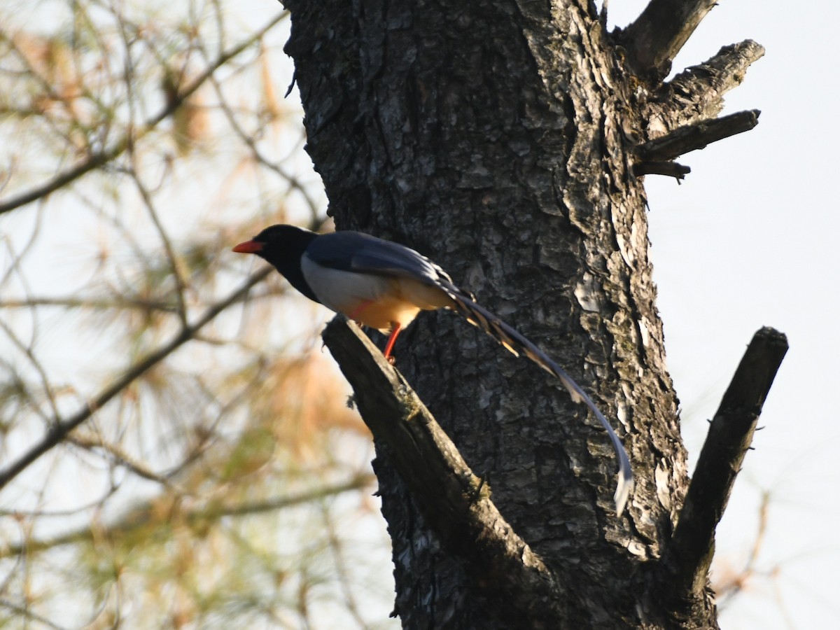 Red-billed Blue-Magpie - ML647132915