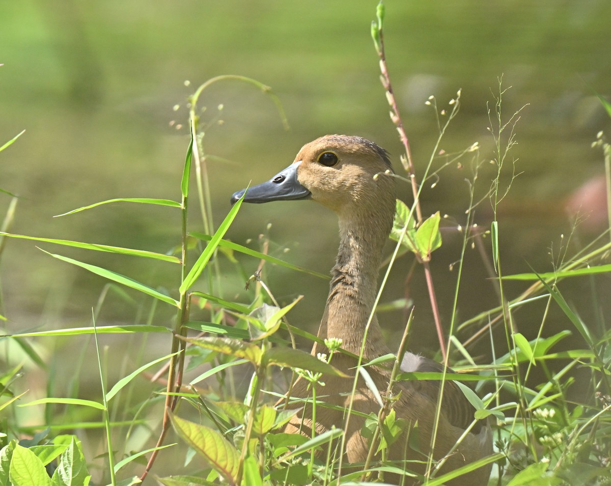 Dendrocygne siffleur - ML647132923