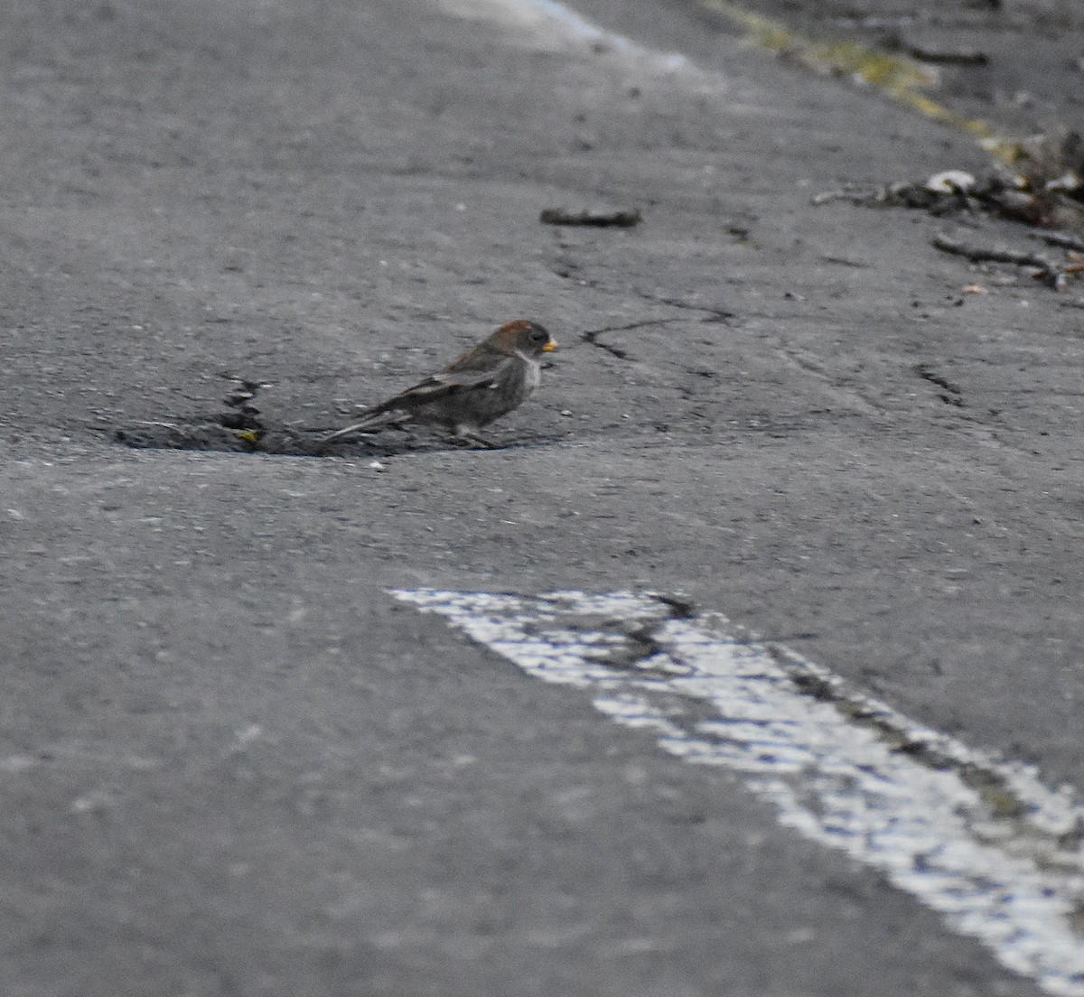 Asian Rosy-Finch (Tawny-naped) - ML647132929