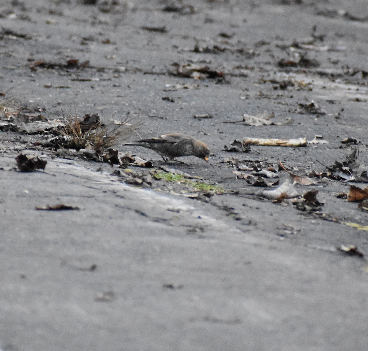 Asian Rosy-Finch (Tawny-naped) - ML647132930