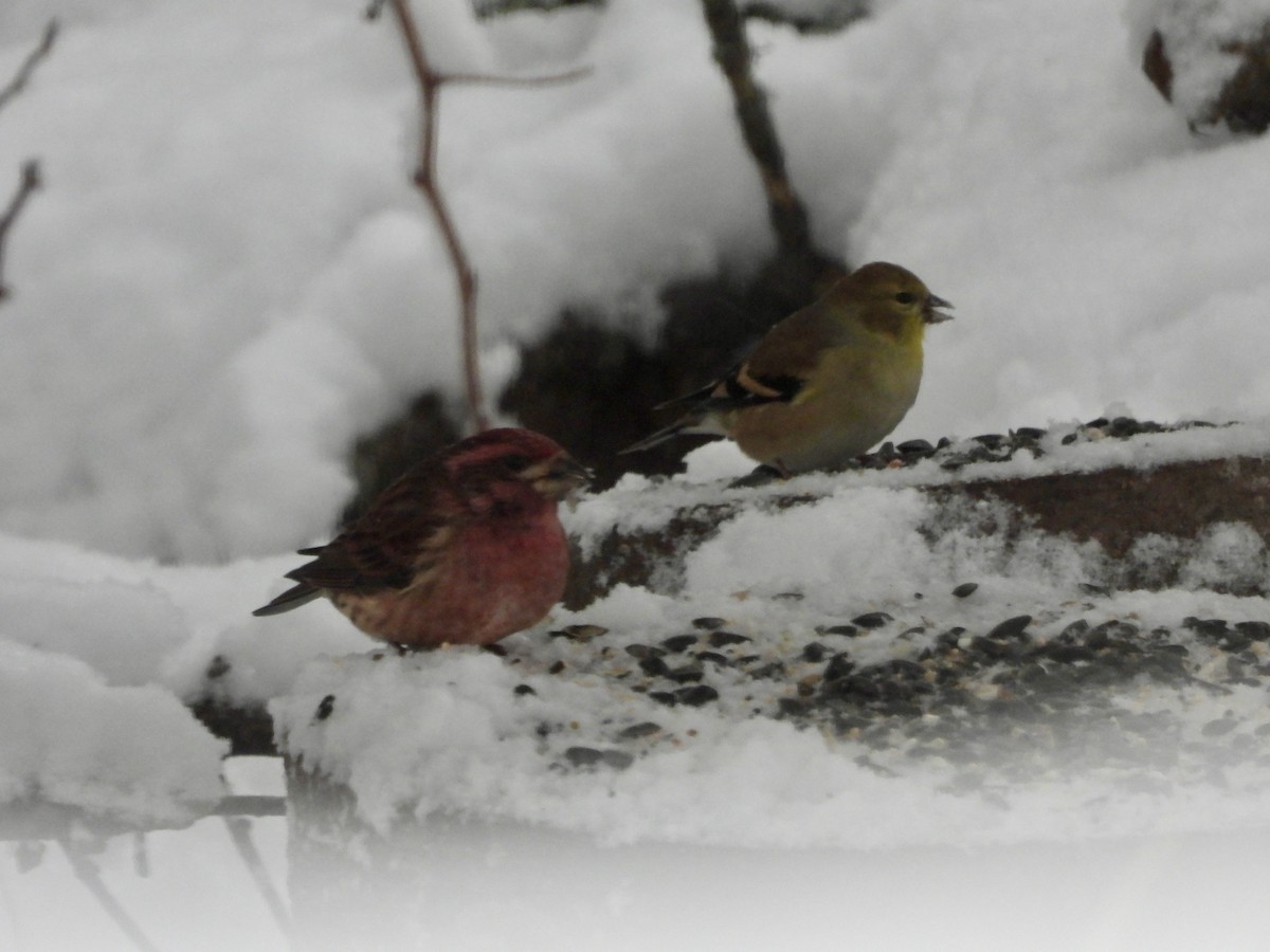 Purple Finch - ML647132934