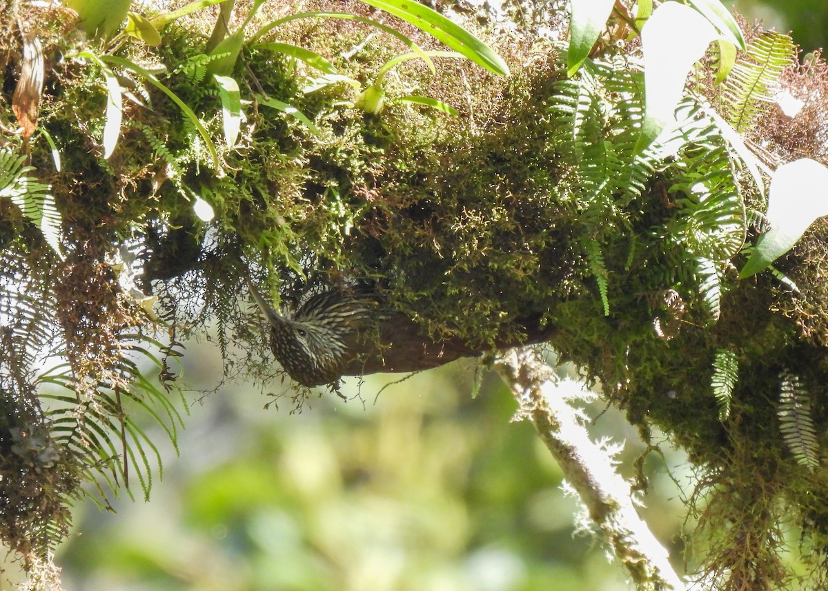 Dağ Tırmaşık - ML647132936