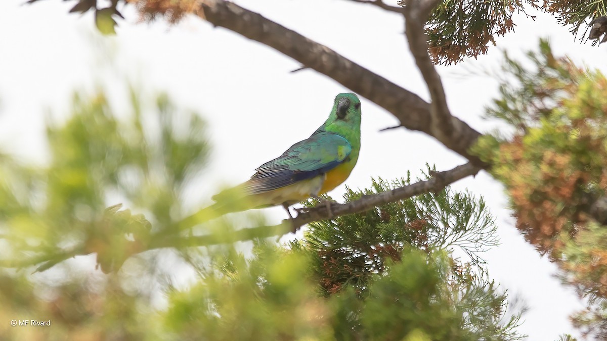 rosela zpěvavá - ML647132937