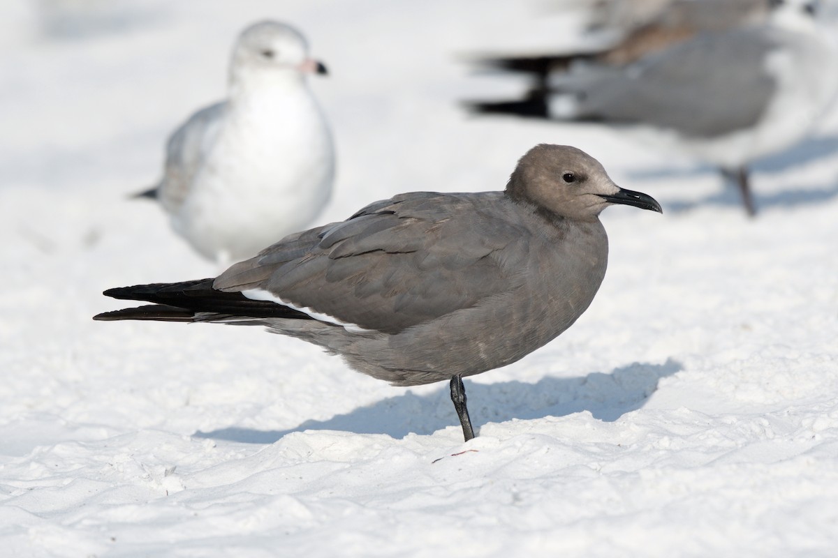 racek tmavý - ML647132938