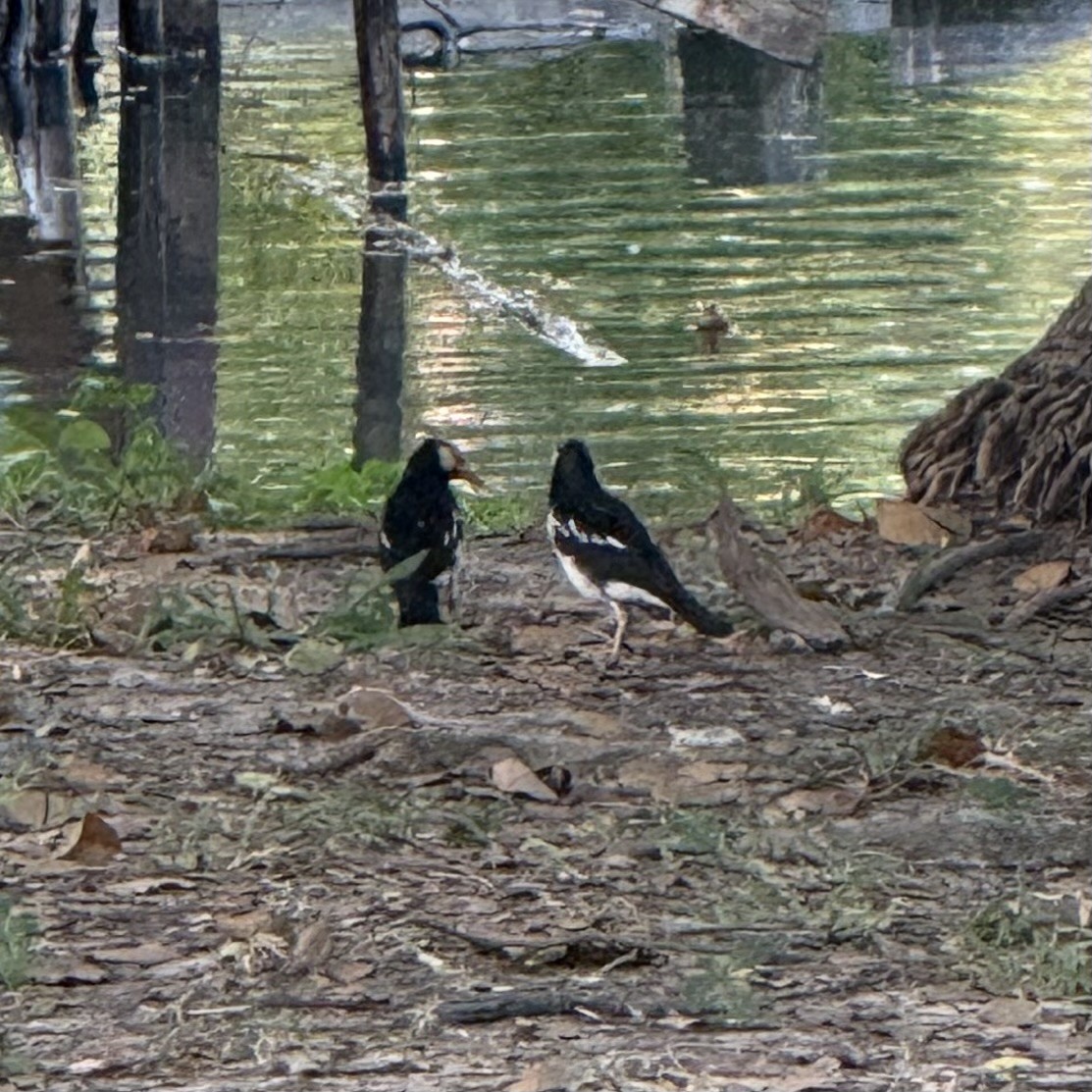Siamese Pied Starling - ML647132940