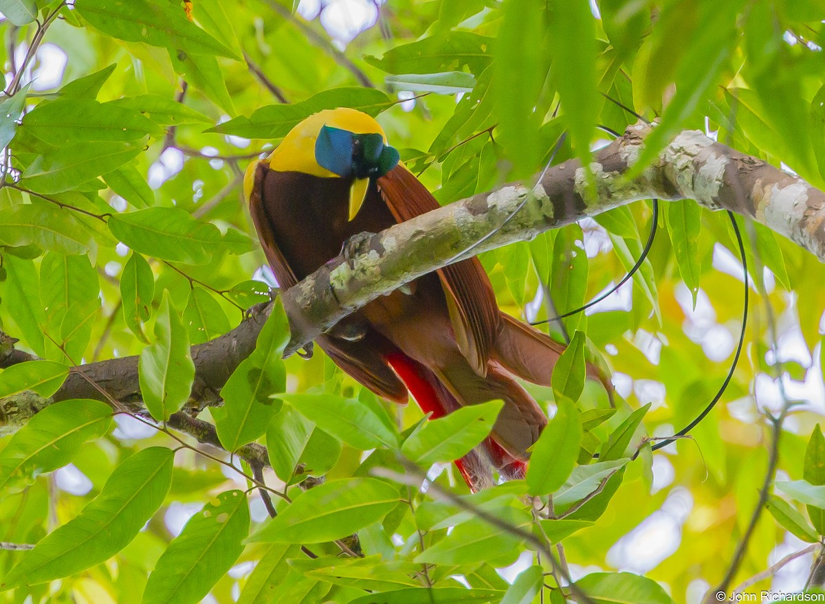 Red Bird-of-Paradise - ML647132942
