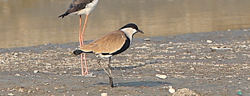 Spur-winged Lapwing - ML647132944