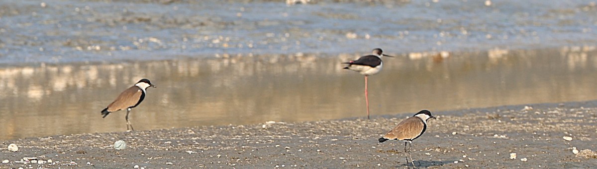 Spur-winged Lapwing - ML647132945