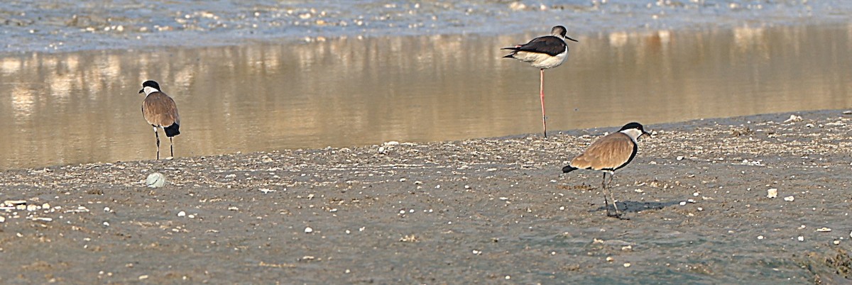 Spur-winged Lapwing - ML647132946