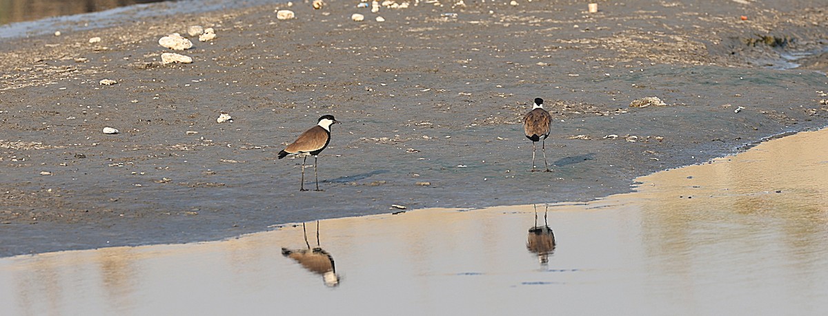 Spur-winged Lapwing - ML647132947