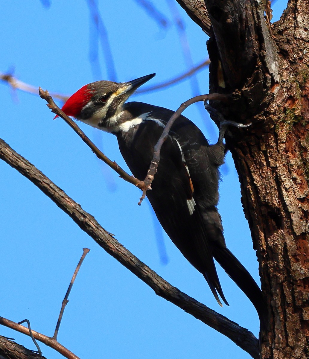 Pileated Woodpecker - ML647132951