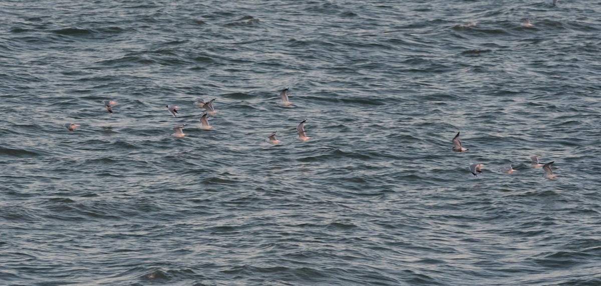 Common Gull - ML647132955