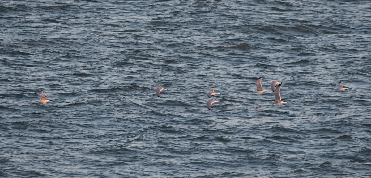 Common Gull - ML647132956