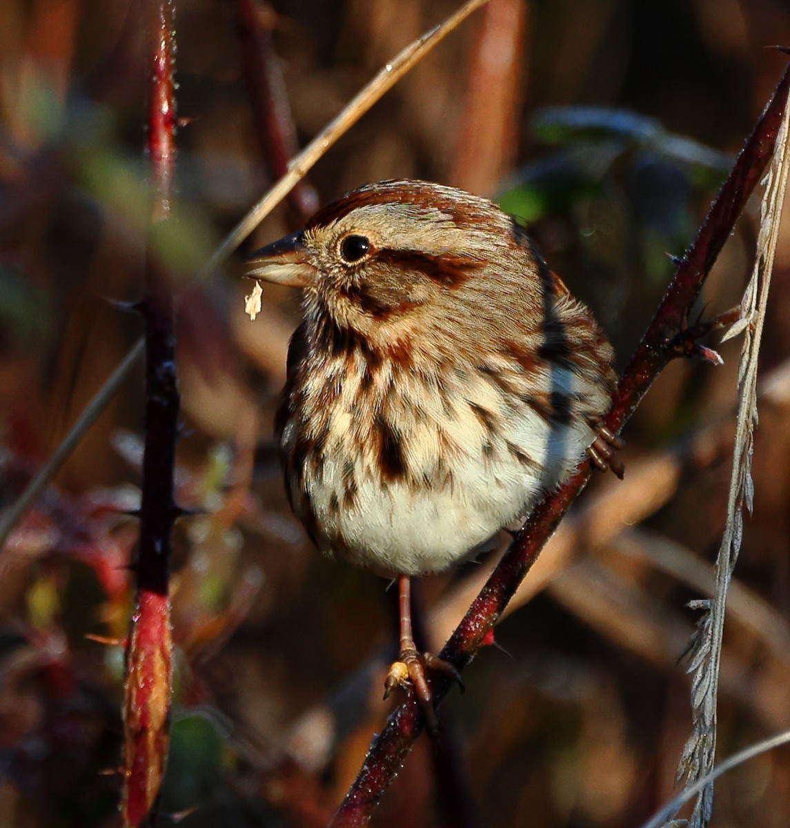 Song Sparrow - ML647132957