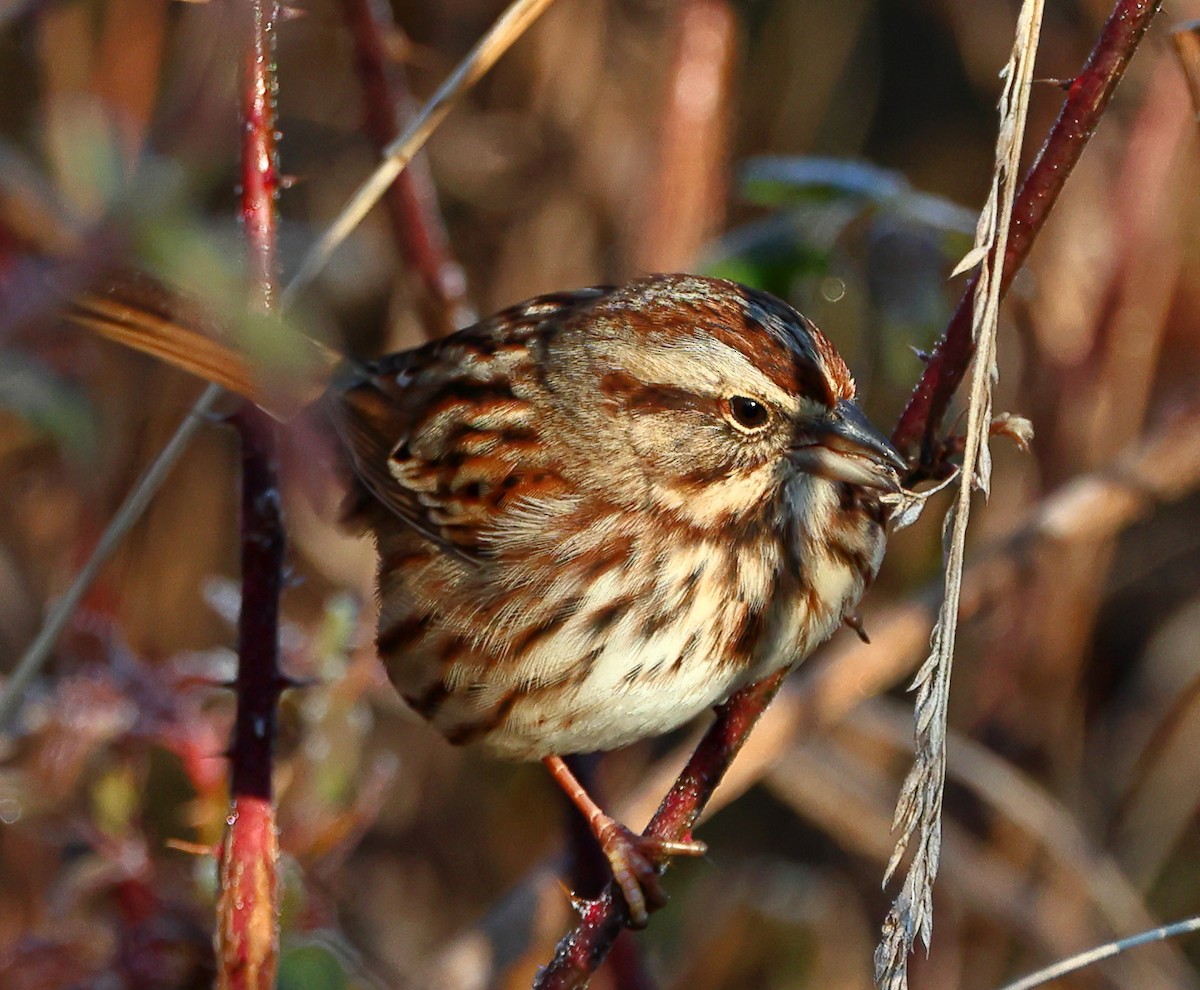 Song Sparrow - ML647132958
