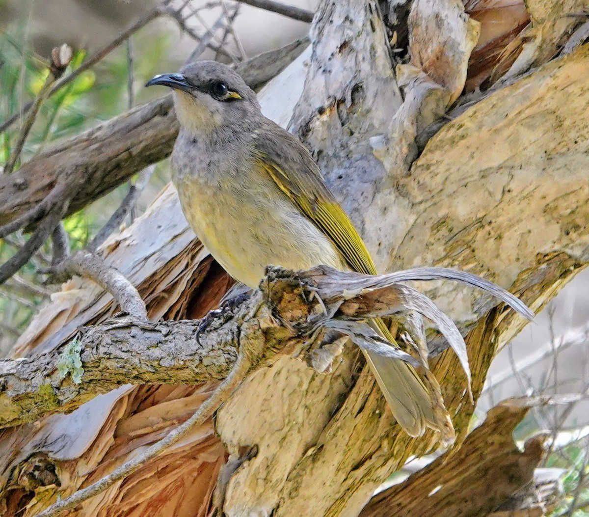 Brown Honeyeater - ML647132959
