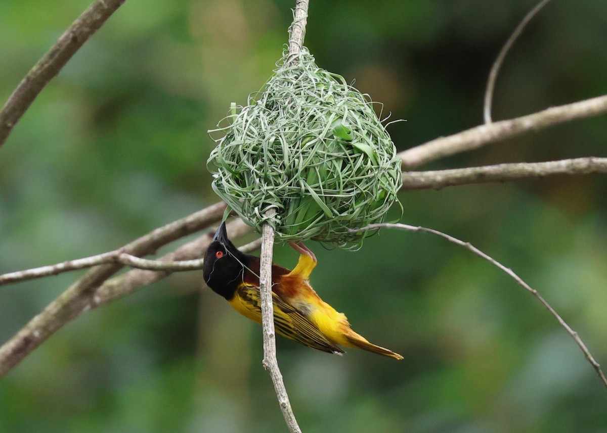 Tisserin à dos d'or - ML647132961