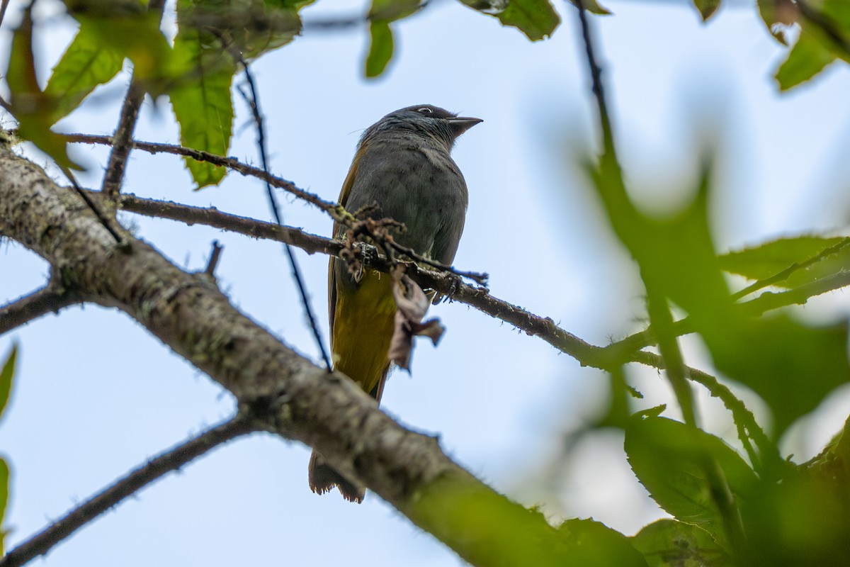 Blue-capped Tanager - ML647132970