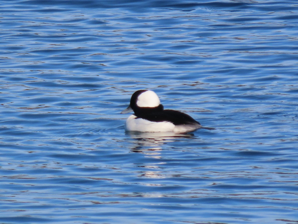 Ak Yanaklı Ördek - ML647132974