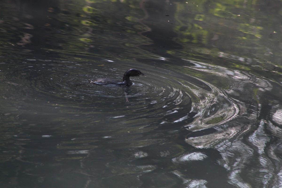 טבלן עקוד-מקור - ML647132976