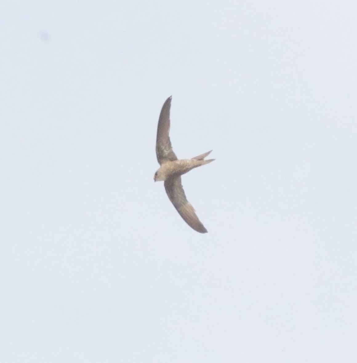 Forbes-Watson's Swift - ML647132977