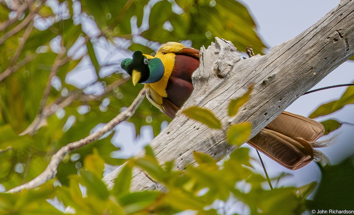 Red Bird-of-Paradise - ML647132978