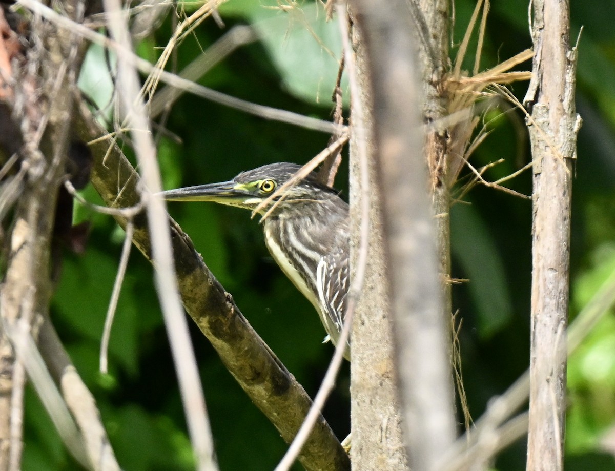 Héron des mangroves - ML647132981