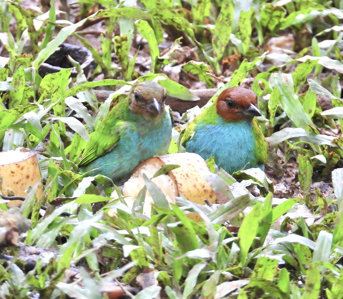 Bay-headed Tanager - ML647132982