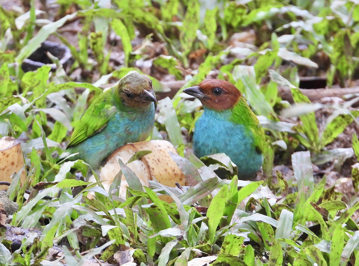 Bay-headed Tanager - ML647132983