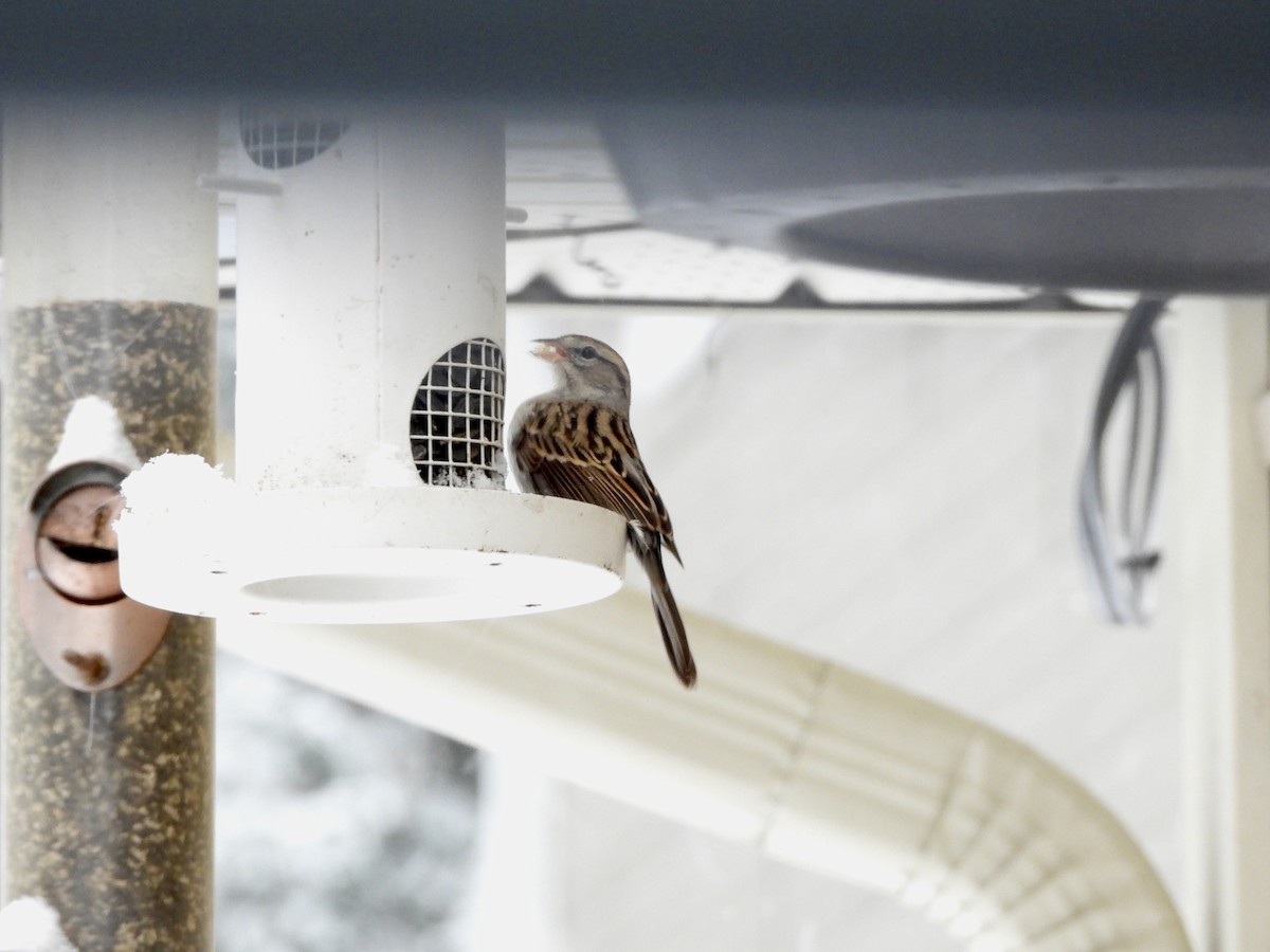 Chipping Sparrow - ML647132986