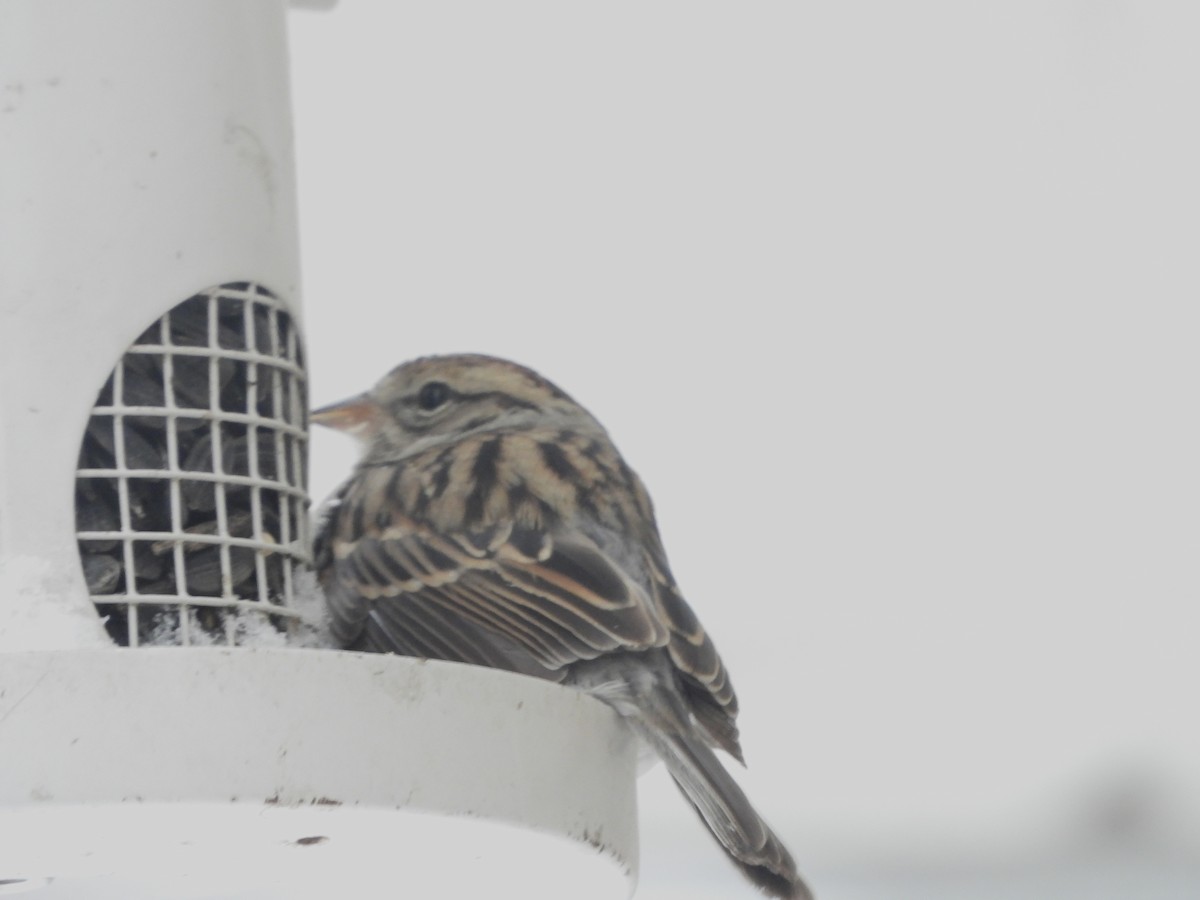 Chipping Sparrow - ML647132987