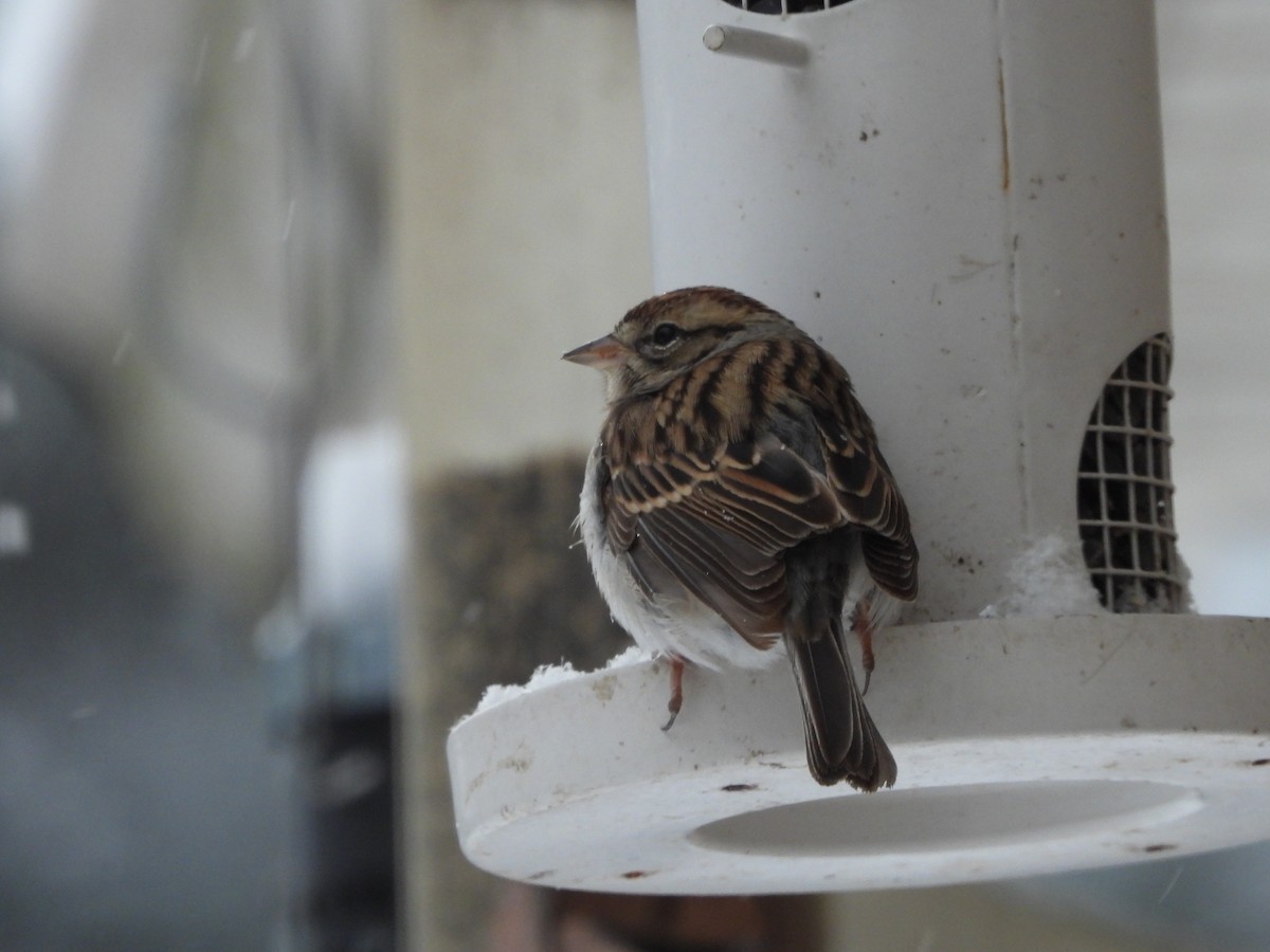 Chipping Sparrow - ML647132988