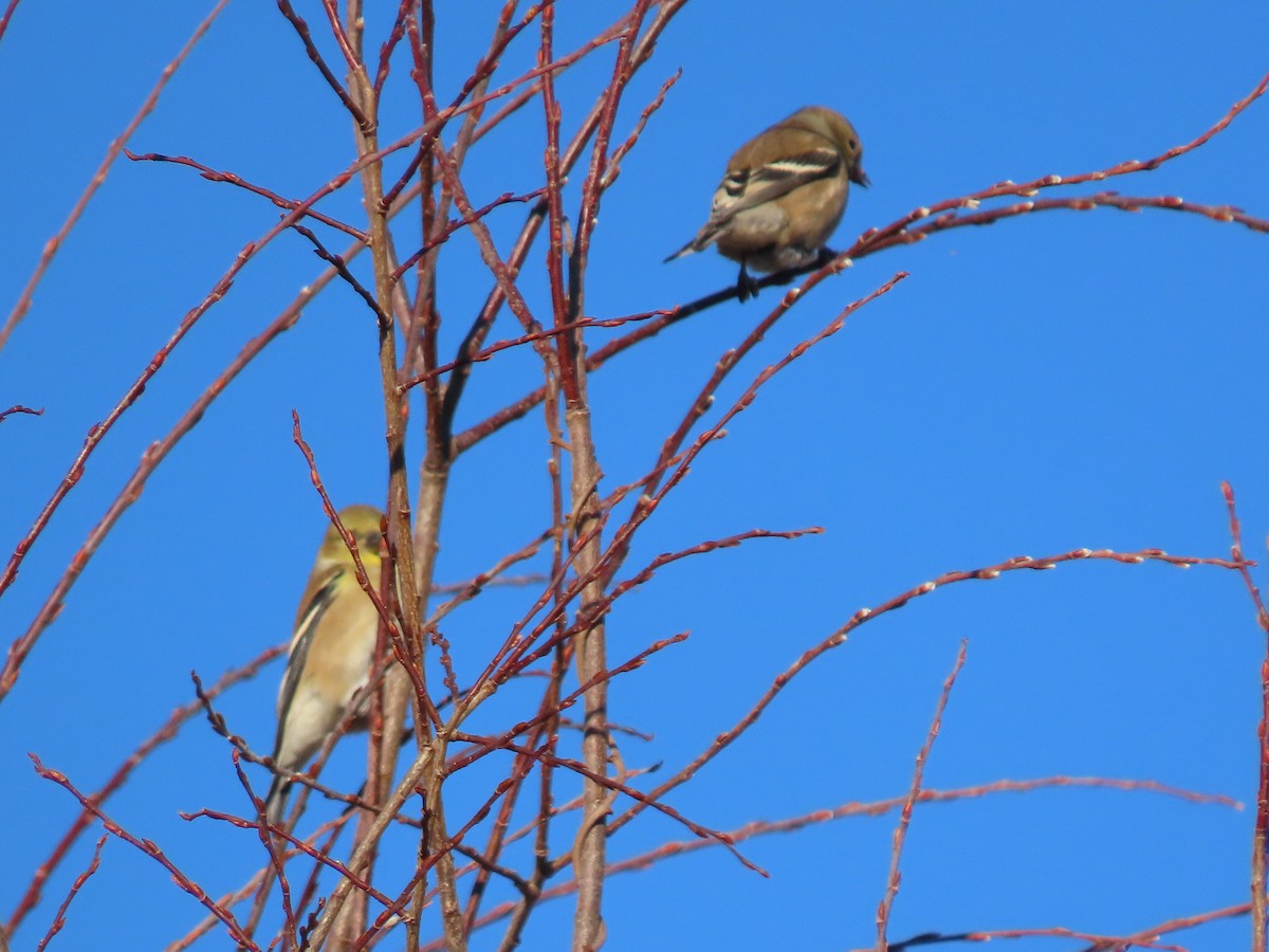 Altın İskete - ML647132990