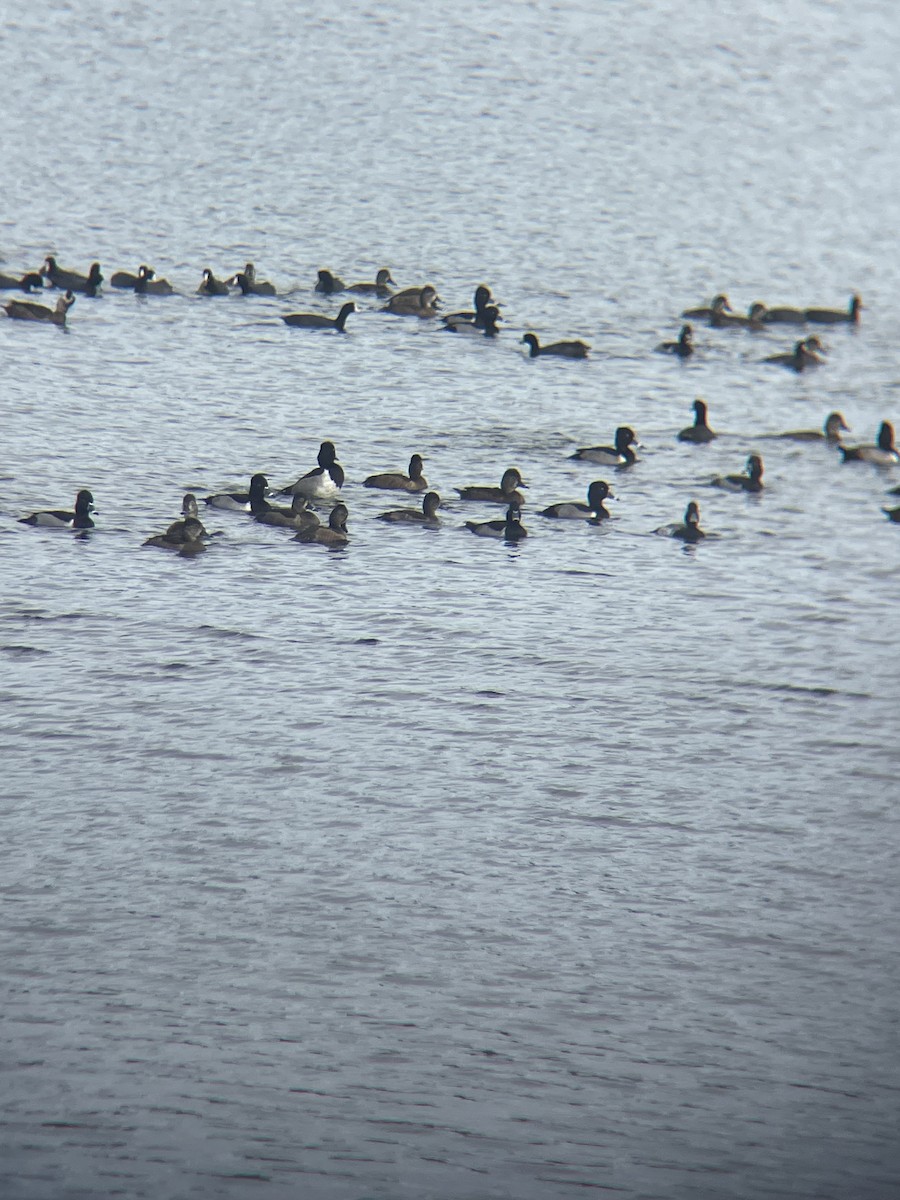 American Coot - ML647132992
