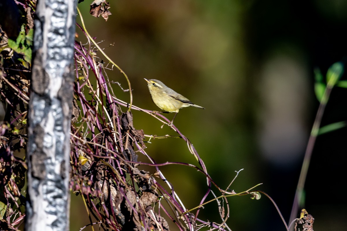 Tickell Çıvgını - ML647132993