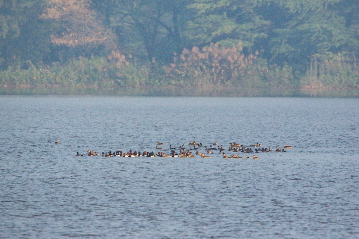 紅頭潛鴨 - ML647132995