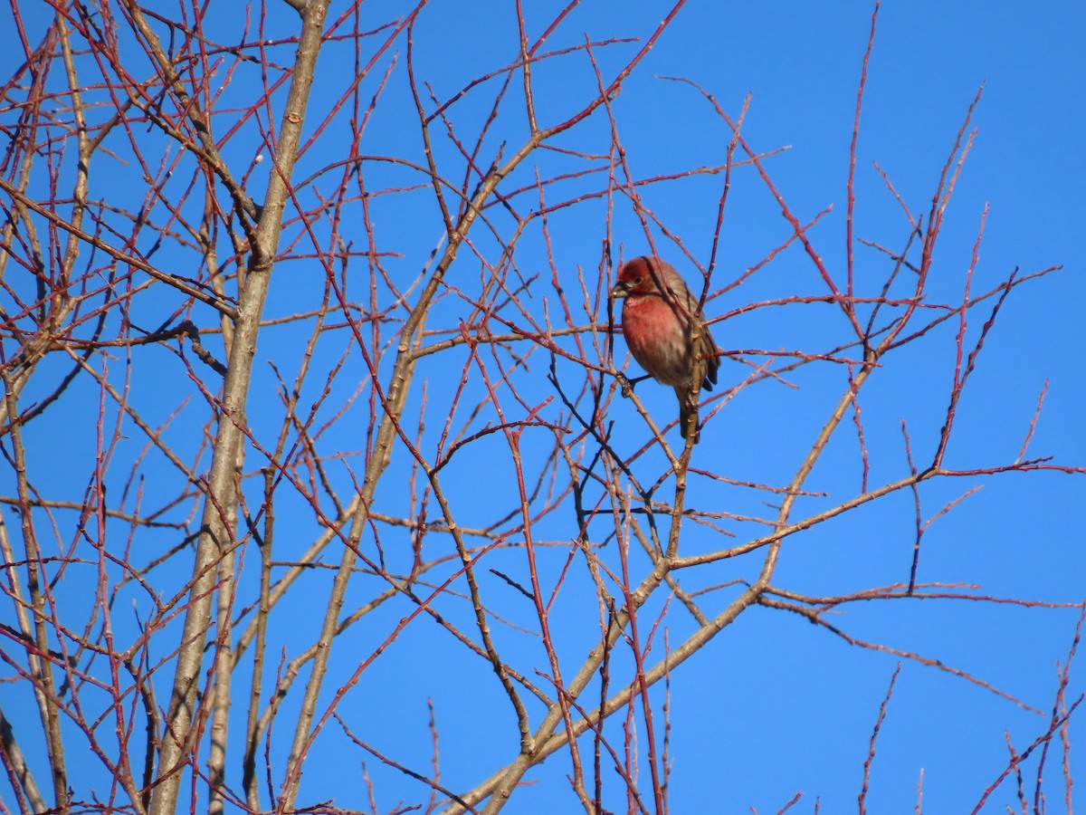 Roselin familier - ML647133001