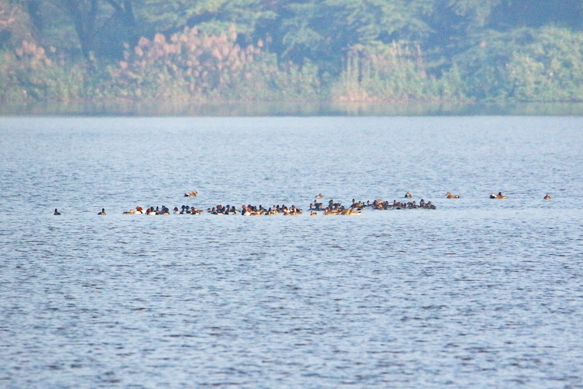 鳳頭潛鴨 - ML647133002