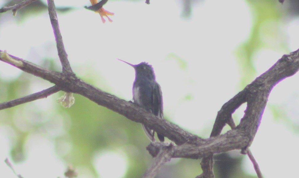 Sapphire-spangled Emerald - ML647133003