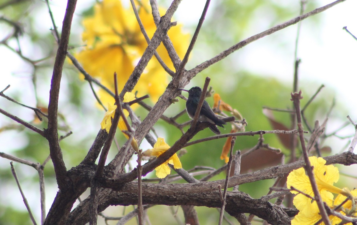 Sapphire-spangled Emerald - ML647133004