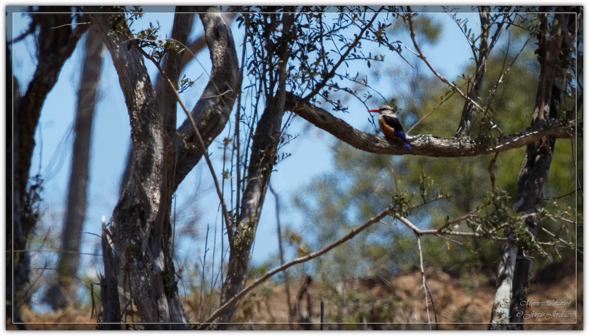 Martin-chasseur à tête grise - ML647133010
