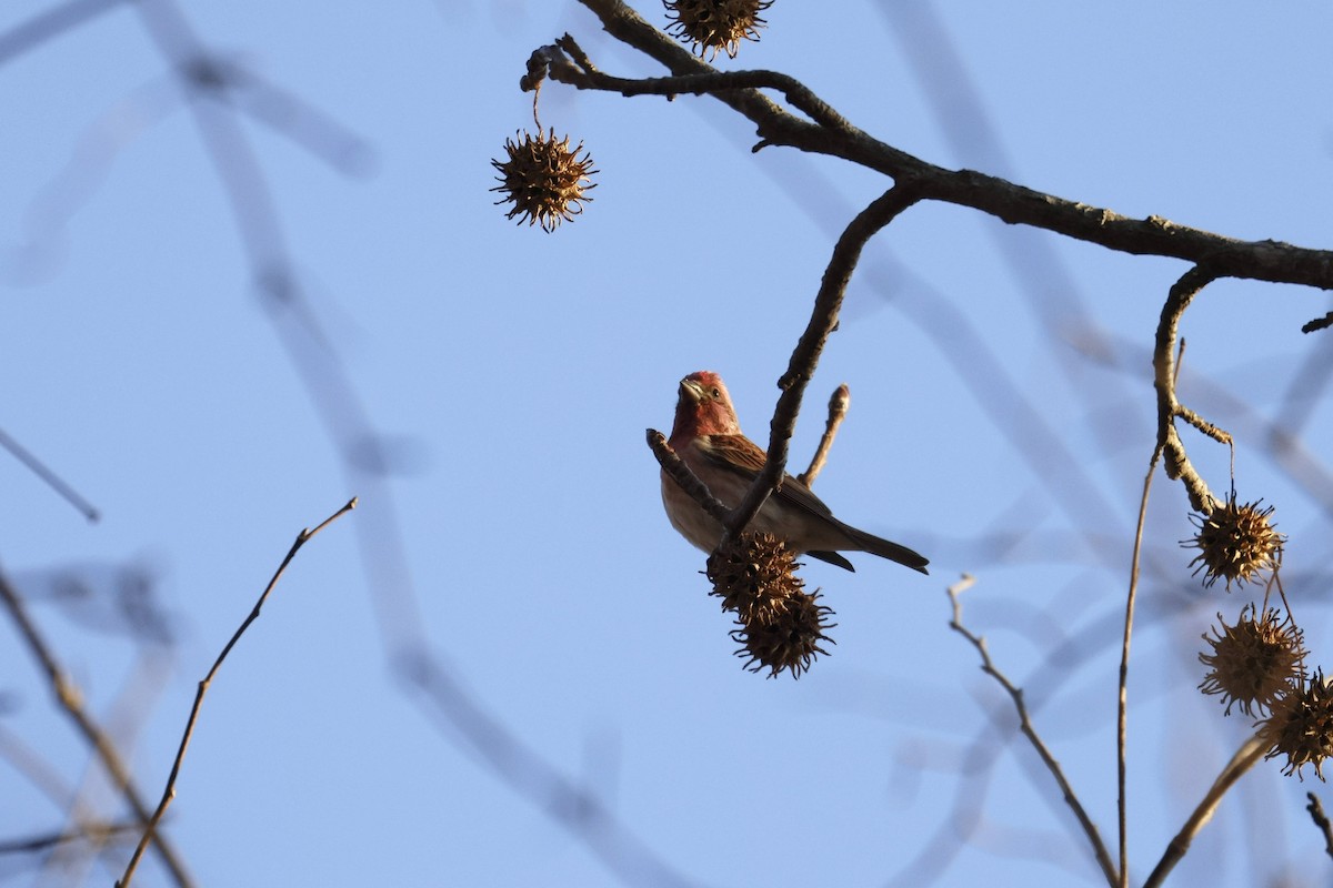 Purple Finch - ML647133013