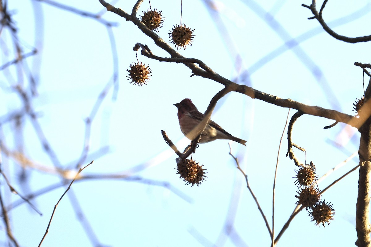 Purple Finch - ML647133014
