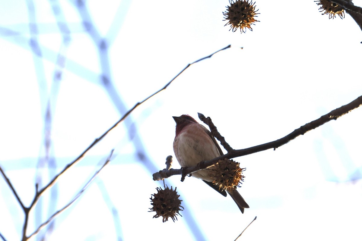 Purple Finch - ML647133015