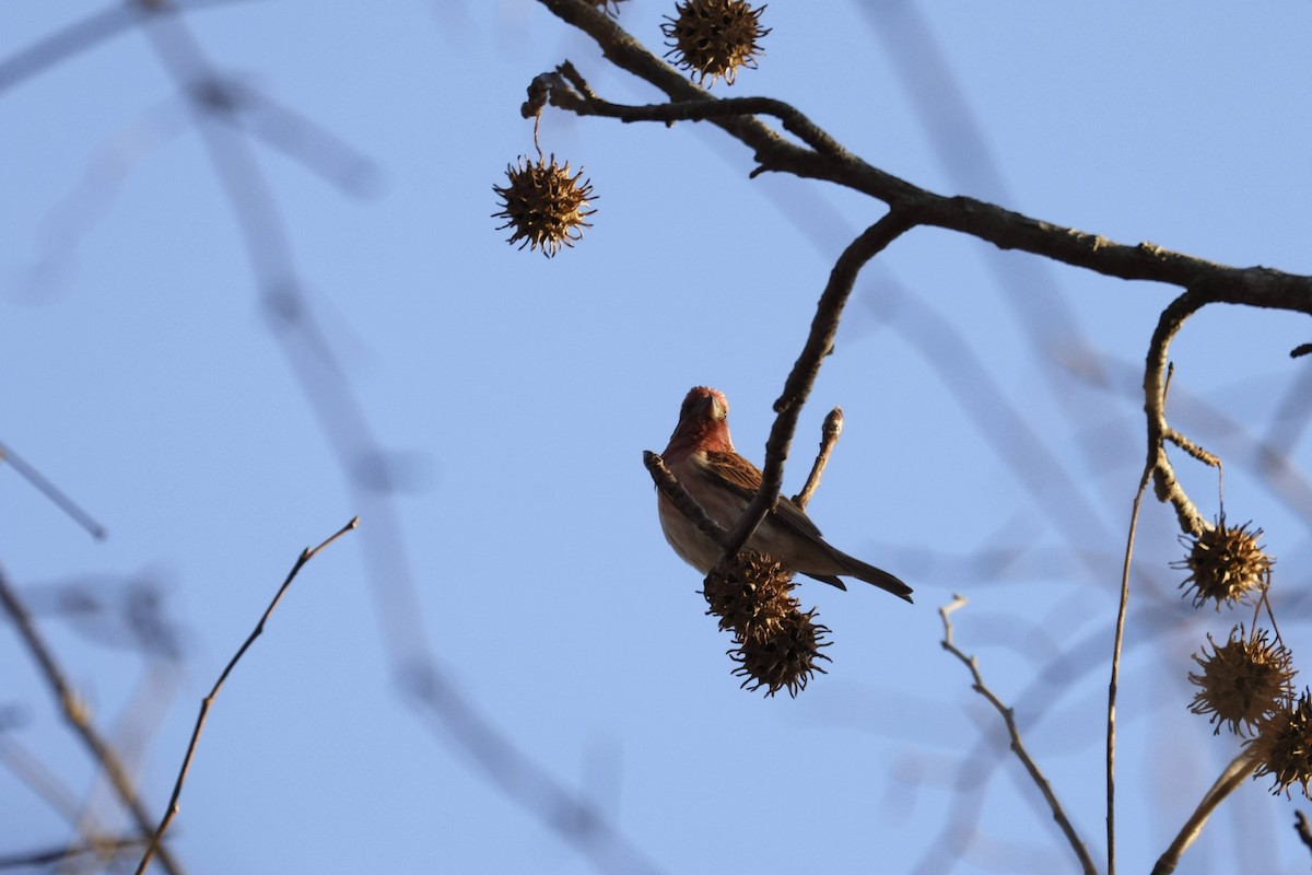 Purple Finch - ML647133016