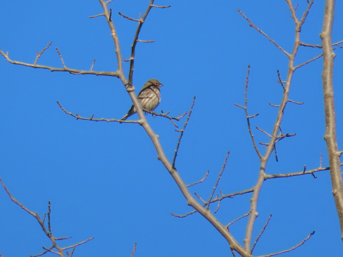 Roselin familier - ML647133017