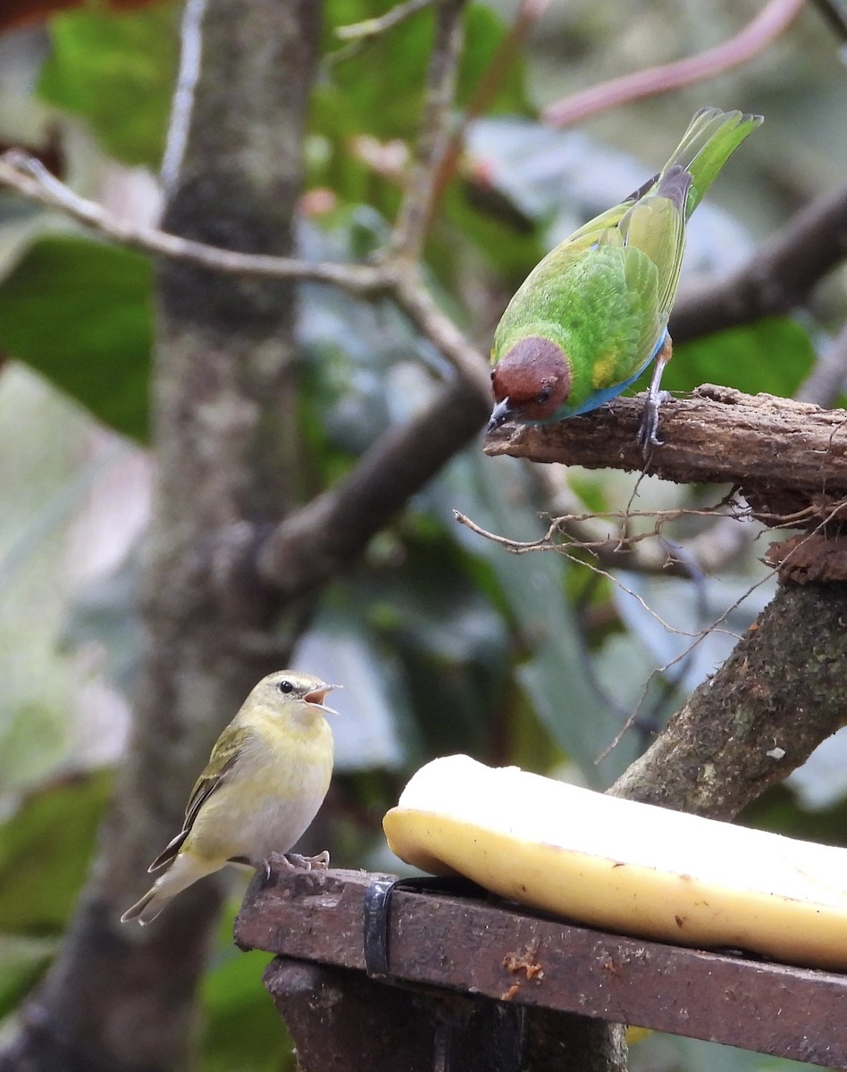Червоїд світлобровий - ML647133018