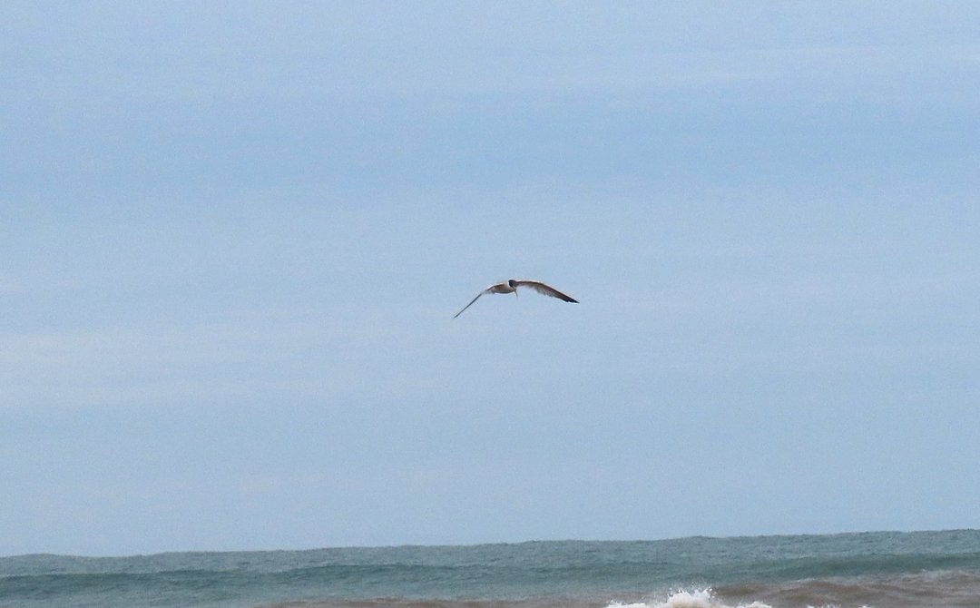Yellow-billed Tern - ML647133022