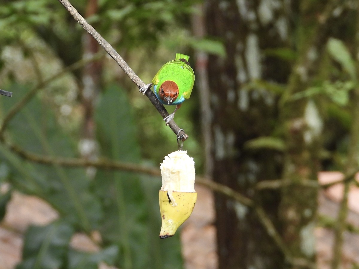 Bay-headed Tanager - ML647133028